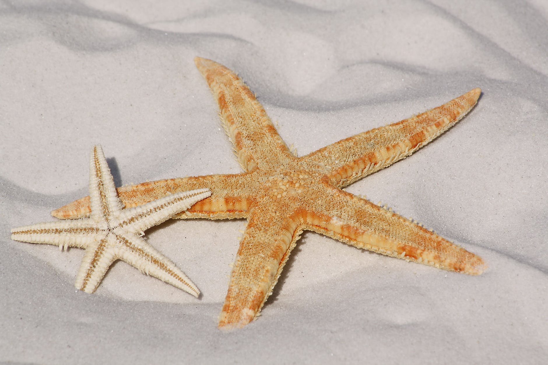 starfish-sand-beach-sea-56610.jpeg