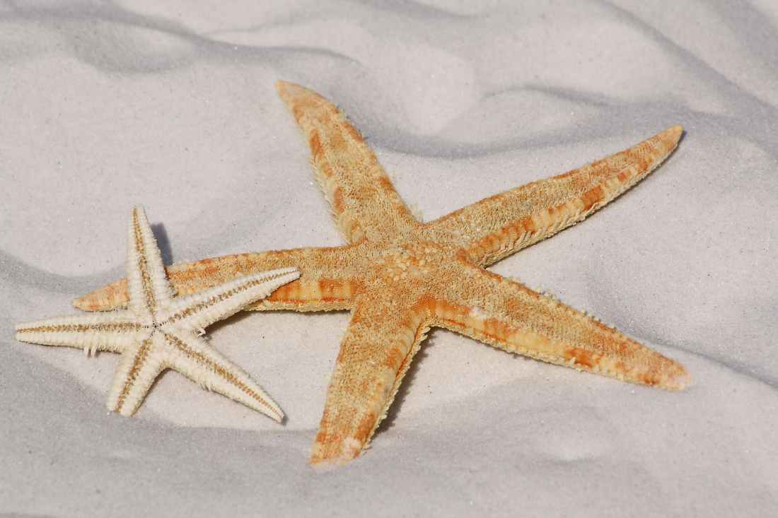 starfish-sand-beach-sea-56610.jpeg