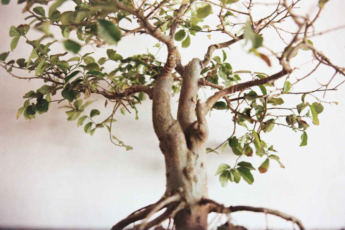 selective focus photography of green leafed bonsai