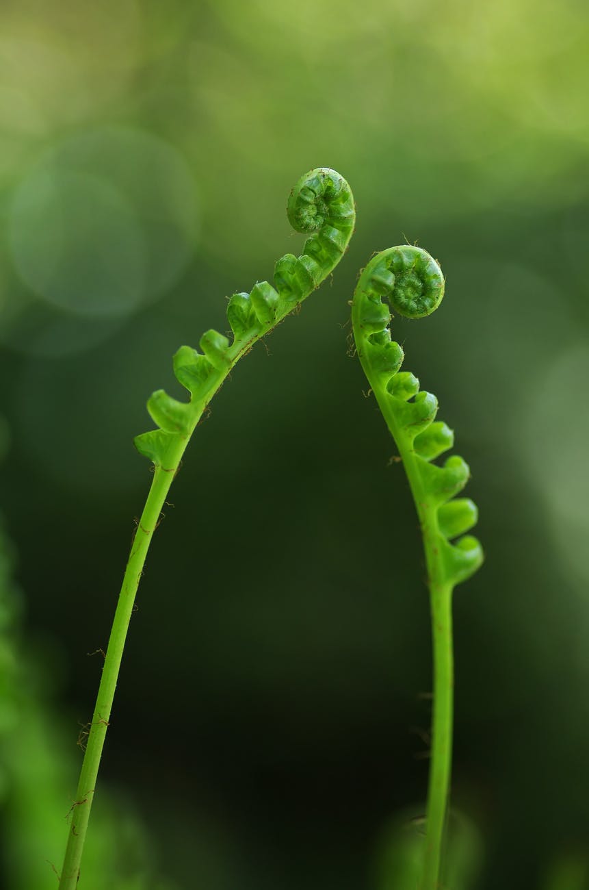 closeup photography of green fern palnt